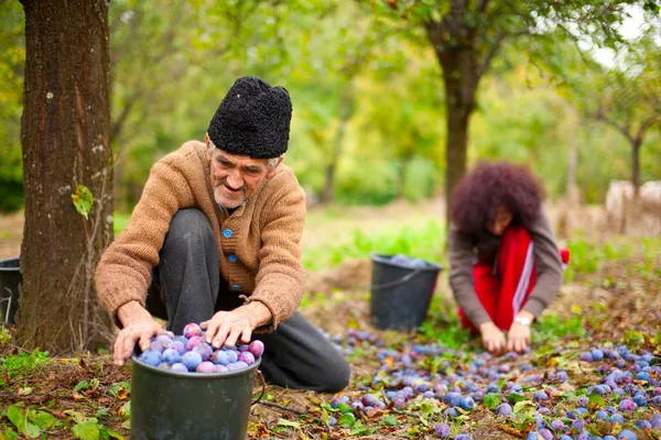 Senior farmer and his daughter picking plums — Stock Photo, Image