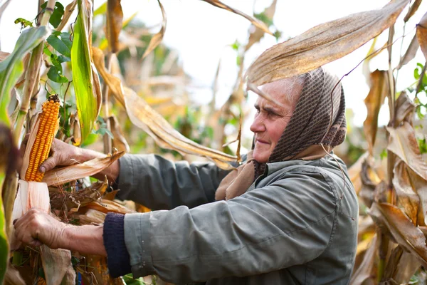 Portrait of a senior woman harvesting corn — Stock Photo, Image