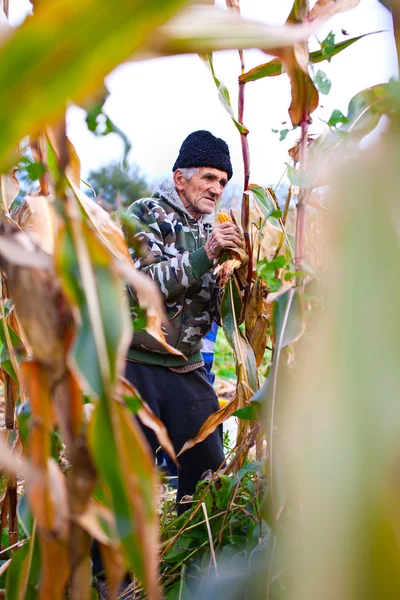 Старший фермер збирає кукурудзу — стокове фото