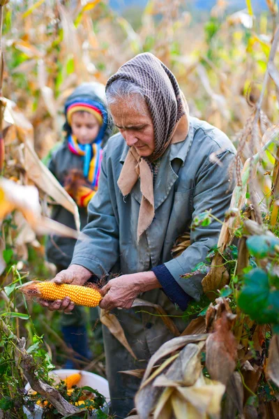 Harvesting corn — Stock Photo, Image