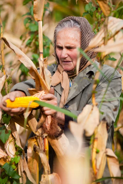 Retrato de uma mulher sênior colhendo milho — Fotografia de Stock