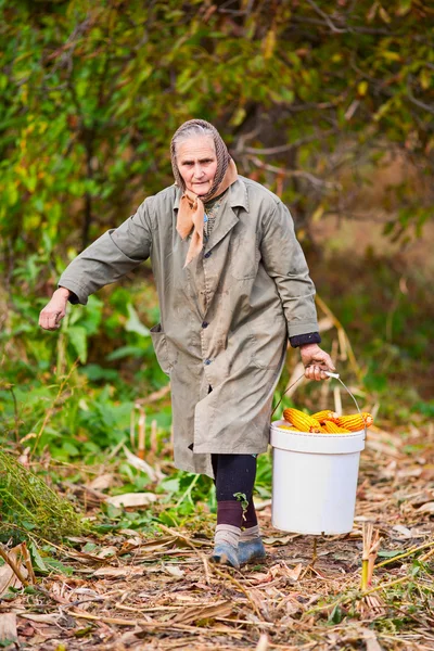 Rural old woman with a bucket of corn — Stock Photo, Image