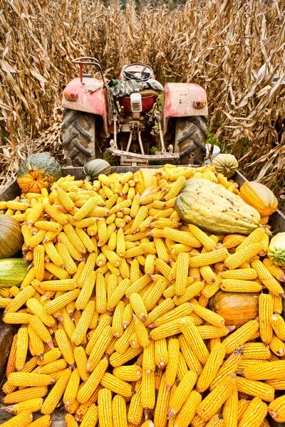 Traktor med släp full av majs — Stockfoto