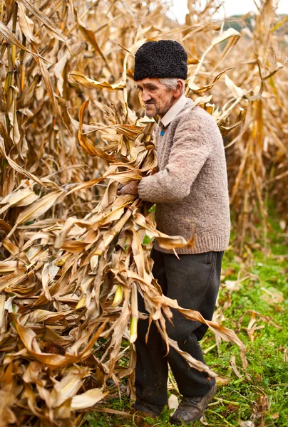 Agricultor sénior na colheita de milho — Fotografia de Stock
