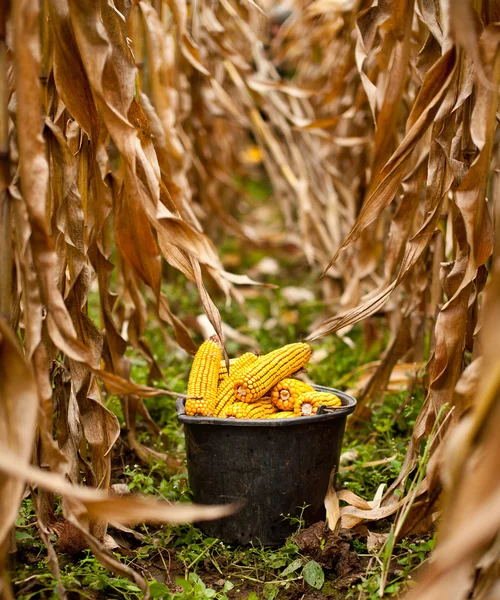 Відро повне кукурудзи — стокове фото