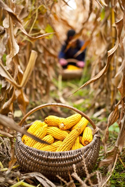 Korb mit Mais auf dem Feld — Stockfoto