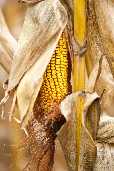 Maïs maïskolf macro — Stockfoto