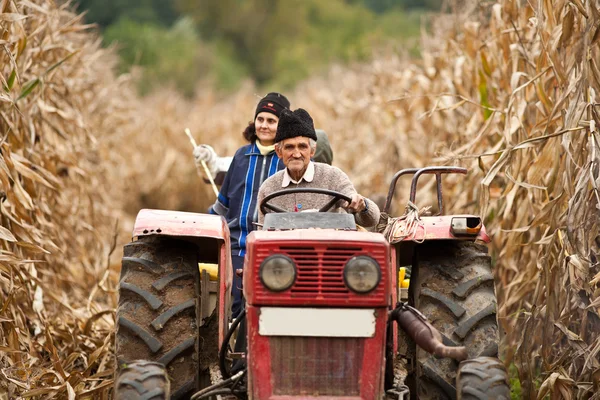 Rural en la cosecha de maíz — Foto de Stock