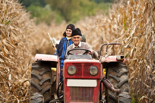 Rural at corn harvesting
