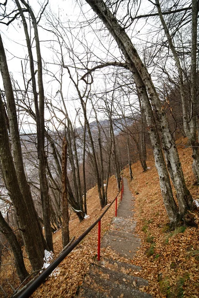 Escalier à travers la forêt — Photo