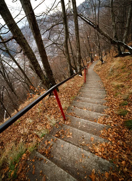 森林を通って stairst — ストック写真