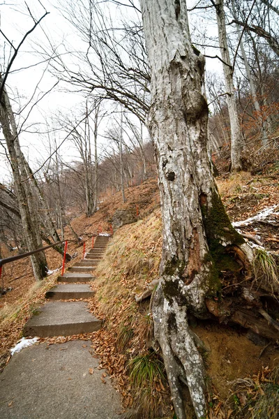 Escadaria pela floresta — Fotografia de Stock