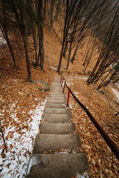 穿过森林 stairst — 图库照片