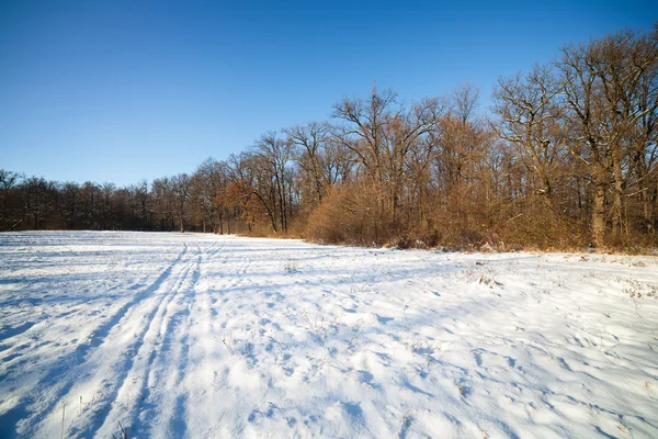 Winterliche Waldlandschaft — Stockfoto