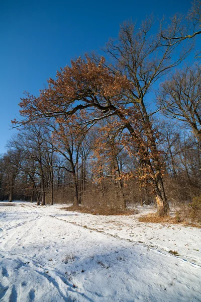 冬季风景与森林在蓝蓝的天空下 — 图库照片