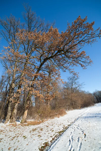 Зимовий ліс пейзаж — стокове фото