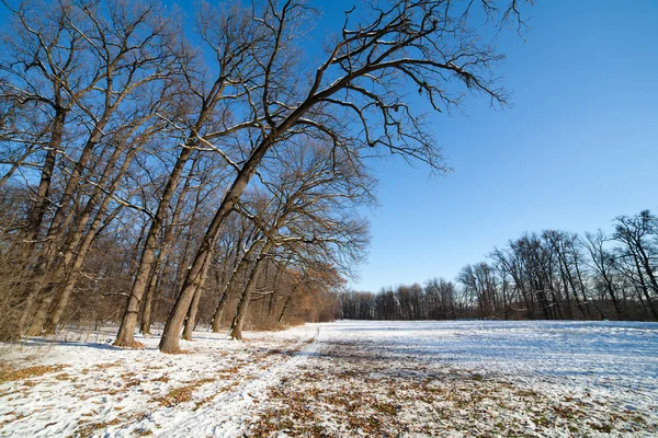 Inverno paisagem florestal — Fotografia de Stock