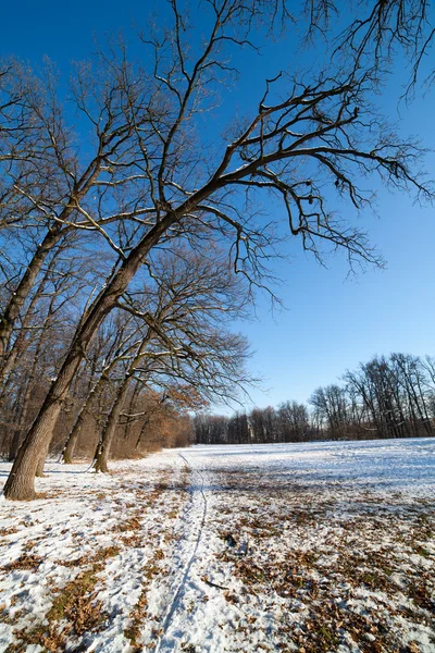 Зимний Пейзаж Лесом Голубым Небом — стоковое фото