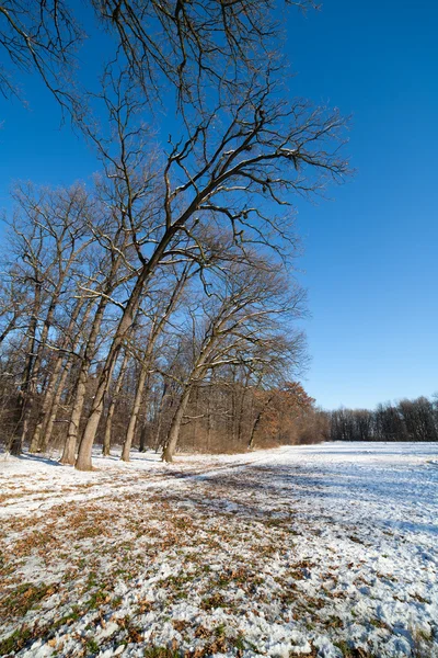 Vinterskog landskap — Stockfoto