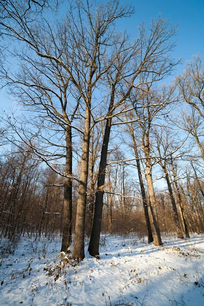 青空の下で森林のある冬景色 — ストック写真