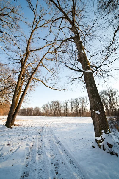 겨울 숲 풍경 — 스톡 사진