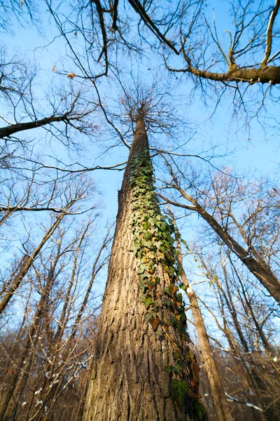 Closeup Ivy Climbing Tree Trunk — Stock Photo, Image