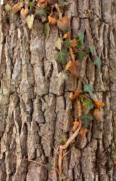 Ivy on tree — Stock Photo, Image