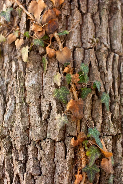 Closeup Ivy Climbing Tree Trunk — Stock Photo, Image
