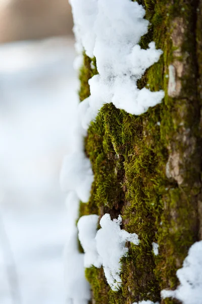 Wiosna Makro Śniegu Topniejącego Mech Korze Drzewa — Zdjęcie stockowe