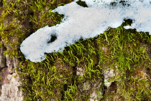 La nieve se derrite en la corteza del árbol y el musgo — Foto de Stock