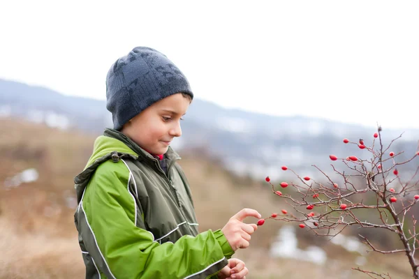 Chłopiec Zbierając Czerwone Jagody Wrzośca Odkryty Okolicy — Zdjęcie stockowe