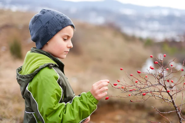 Kind pflückt rote Beeren — Stockfoto