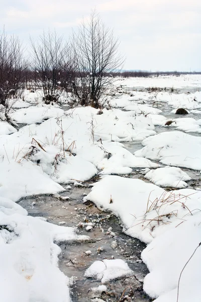 Dere Sibirya Tayga Çalıların Yatay Dondurulmuş — Stok fotoğraf