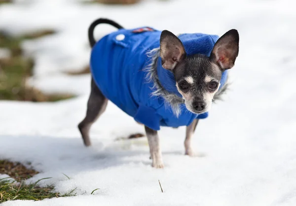 Ritratto Simpatico Cane Chihuahua All Aperto — Foto Stock
