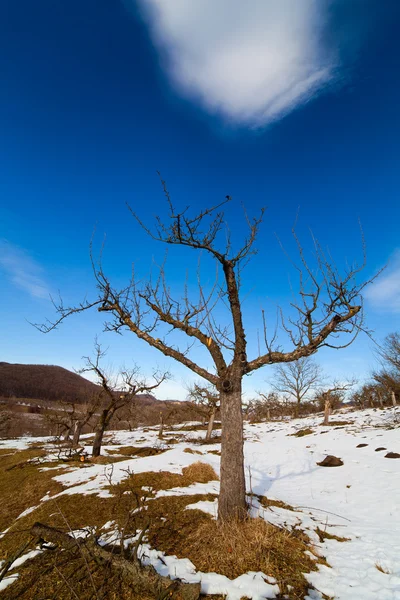 Paesaggio Campagna Con Frutteto Inverno — Foto Stock