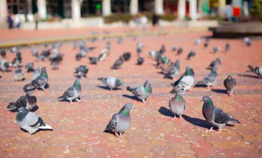 Group of pigeons clipart