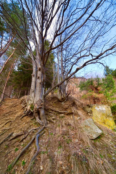 地面に根 古い大きな木のある風景します — ストック写真