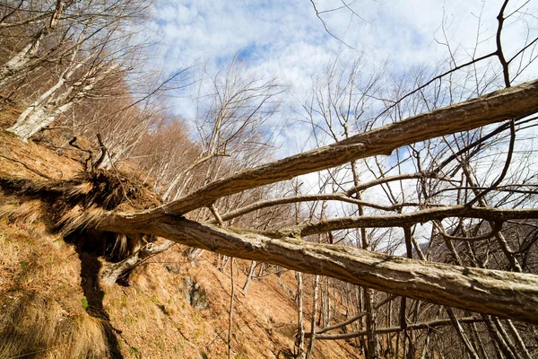 Мертвое дерево упало на землю — стоковое фото