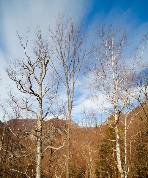 stock image Birch trees in the mountains, against the blue sky