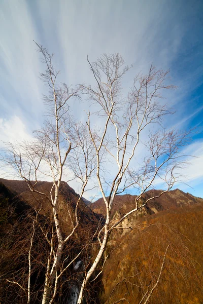 Березові Дерева Горах Тлі Блакитного Неба — стокове фото