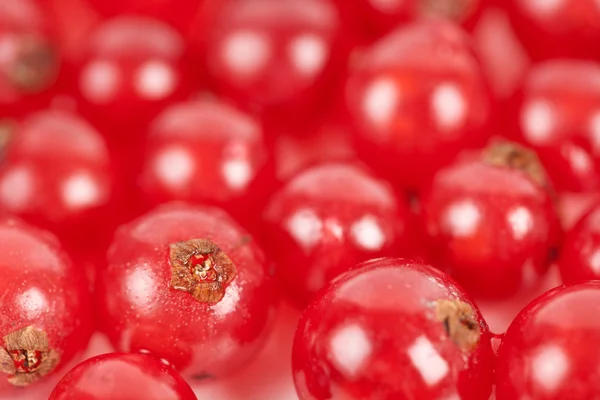 Красная смородина — стоковое фото