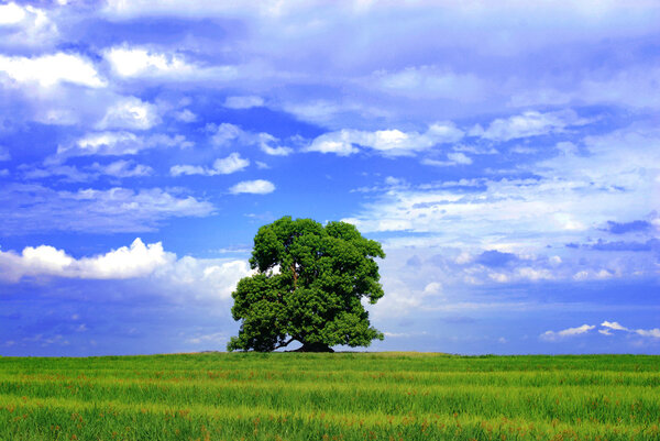 Trees and green grass. Blue sky background