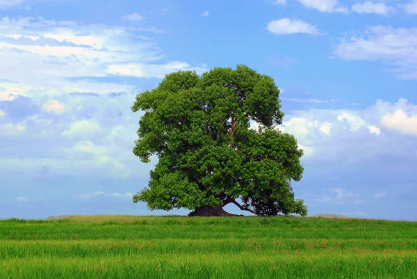 stock image Green tree and cloudy sky