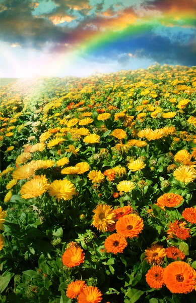 色とりどりの花の草原と虹の風景 — ストック写真