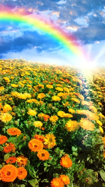 Flower meadow and rainbow — Stock Photo, Image