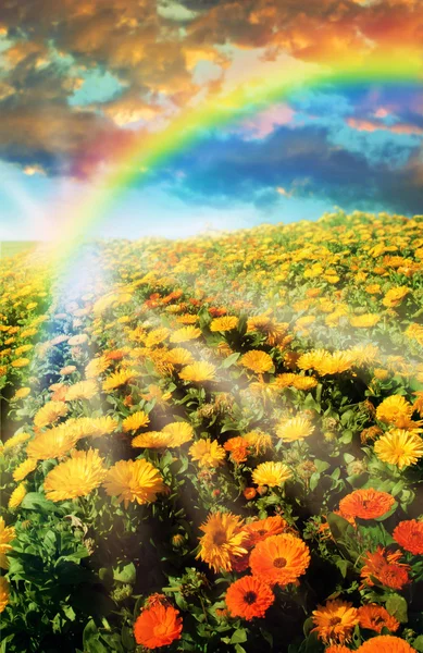 Rainbow over bloem veld — Stockfoto