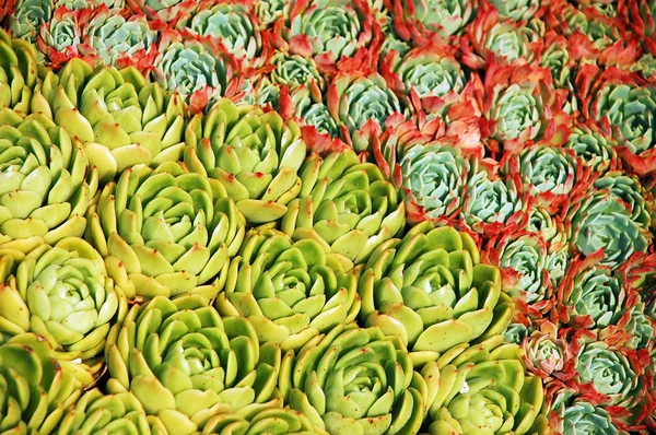 Galline e pulcini piante di cactus — Foto Stock