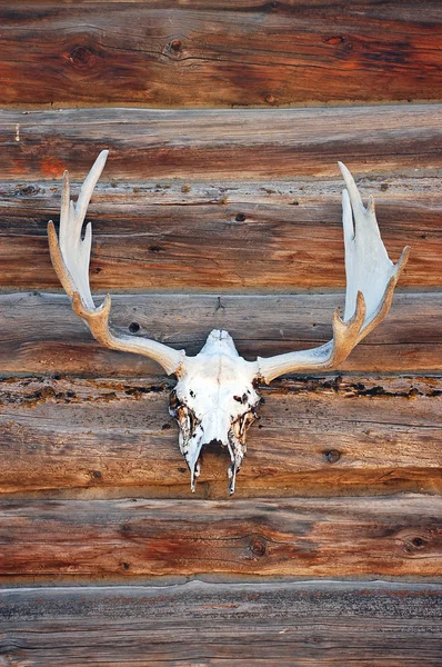 Deer skull0 — Stok fotoğraf