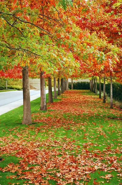 Boulevard de l'automne — Photo