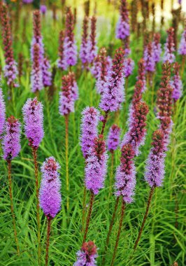 Meadow with purple flowers clipart